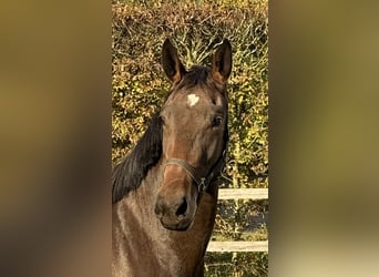 Oldenburger Springpaard, Merrie, 2 Jaar, 168 cm, Donkerbruin