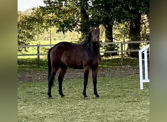 Oldenburger Springpaard, Merrie, 2 Jaar, 168 cm, Donkerbruin