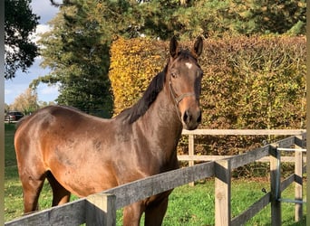 Oldenburger Springpaard, Merrie, 2 Jaar, 168 cm, Donkerbruin