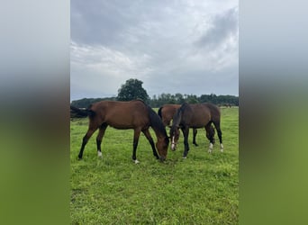 Oldenburger Springpaard, Merrie, 2 Jaar, 169 cm, Bruin