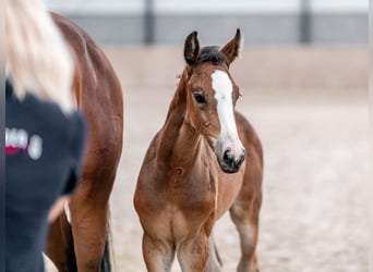 Oldenburger Springpaard, Merrie, 2 Jaar, 169 cm, Roodbruin