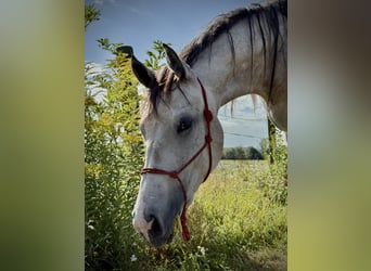Oldenburger Springpaard, Merrie, 2 Jaar, 170 cm, Roodbruin