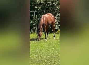 Oldenburger Springpaard, Merrie, 2 Jaar, Bruin