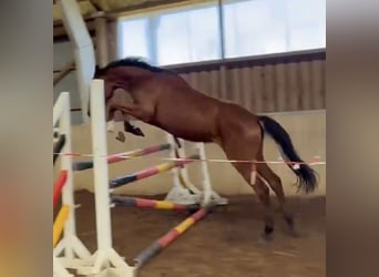 Oldenburger Springpaard, Merrie, 2 Jaar, Bruin