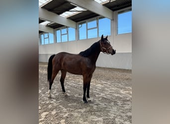 Oldenburger Springpaard, Merrie, 2 Jaar, Bruin
