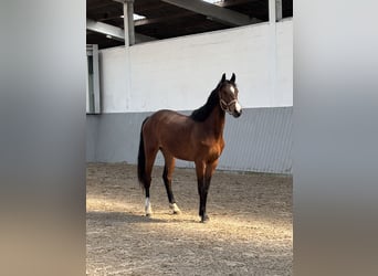Oldenburger Springpaard, Merrie, 2 Jaar, Bruin