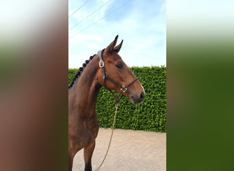 Oldenburger Springpaard, Merrie, 2 Jaar, Bruin