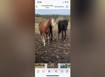 Oldenburger Springpaard, Merrie, 2 Jaar, Vos