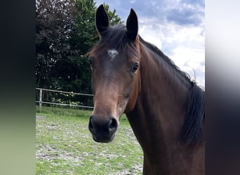 Oldenburger Springpaard, Merrie, 3 Jaar, 160 cm, Bruin