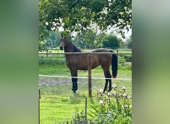 Oldenburger Springpaard, Merrie, 3 Jaar, 160 cm, Bruin