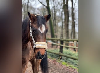 Oldenburger Springpaard, Merrie, 3 Jaar, 162 cm, Bruin
