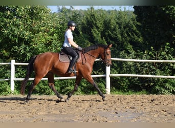 Oldenburger Springpaard, Merrie, 3 Jaar, 163 cm, Bruin