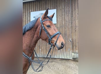Oldenburger Springpaard, Merrie, 3 Jaar, 163 cm, Bruin