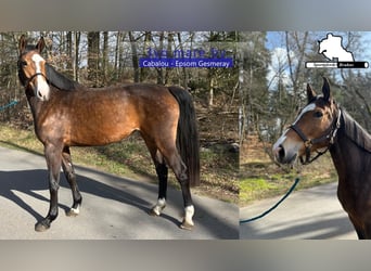 Oldenburger Springpaard, Merrie, 3 Jaar, 164 cm, Bruin