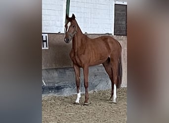 Oldenburger Springpaard, Merrie, 3 Jaar, 165 cm, Vos