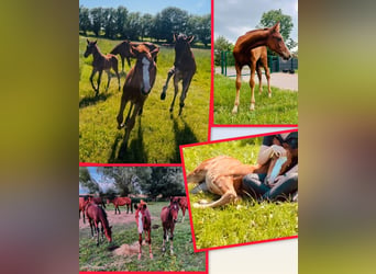 Oldenburger Springpaard, Merrie, 3 Jaar, 167 cm, Vos