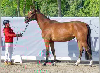 Oldenburger Springpaard, Merrie, 3 Jaar, 172 cm, Brauner