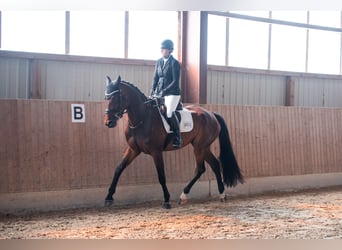 Oldenburger Springpaard, Merrie, 3 Jaar, 172 cm, Bruin