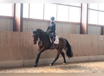 Oldenburger Springpaard, Merrie, 3 Jaar, 172 cm, Bruin