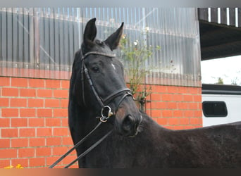 Oldenburger Springpaard, Merrie, 3 Jaar, 173 cm, Zwartbruin