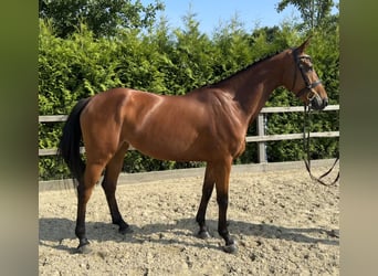 Oldenburger Springpaard, Merrie, 4 Jaar, 160 cm, Bruin