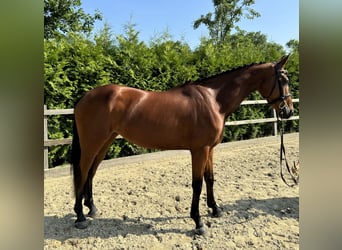 Oldenburger Springpaard, Merrie, 4 Jaar, 160 cm, Bruin