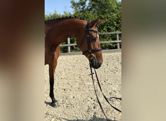 Oldenburger Springpaard, Merrie, 4 Jaar, 160 cm, Bruin
