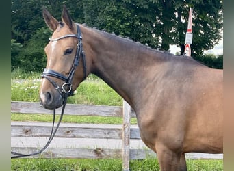 Oldenburger Springpaard, Merrie, 4 Jaar, 161 cm, Donkerbruin