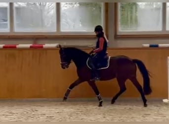 Oldenburger Springpaard, Merrie, 4 Jaar, 161 cm, Donkerbruin