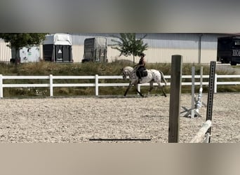 Oldenburger Springpaard, Merrie, 4 Jaar, 164 cm, Appaloosa