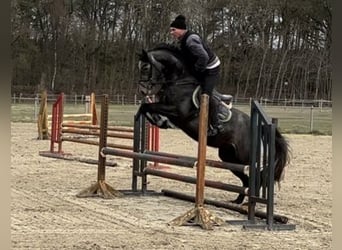 Oldenburger Springpaard, Merrie, 4 Jaar, 164 cm, Appelschimmel