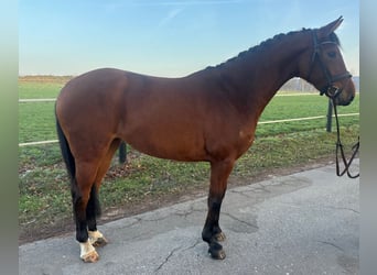 Oldenburger Springpaard, Merrie, 4 Jaar, 164 cm, Bruin