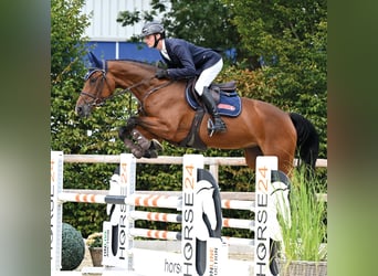 Oldenburger Springpaard, Merrie, 4 Jaar, 164 cm, Donkerbruin