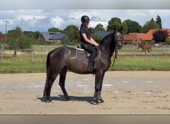 Oldenburger Springpaard, Merrie, 4 Jaar, 164 cm, Schimmel