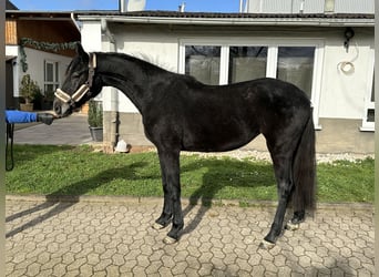 Oldenburger Springpaard, Merrie, 4 Jaar, 165 cm, Schimmel