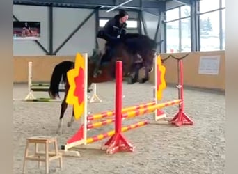 Oldenburger Springpaard, Merrie, 4 Jaar, 166 cm, Brauner