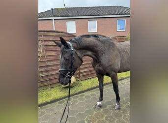 Oldenburger Springpaard, Merrie, 4 Jaar, 166 cm, Zwartbruin