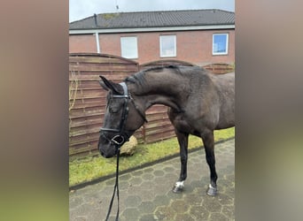 Oldenburger Springpaard, Merrie, 4 Jaar, 166 cm, Zwartbruin