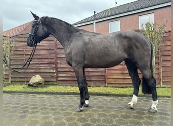 Oldenburger Springpaard, Merrie, 4 Jaar, 166 cm, Zwartbruin