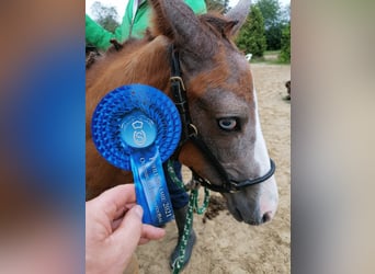 Oldenburger Springpaard, Merrie, 4 Jaar, 168 cm, Appelschimmel Oldenburger Springpaard, Merrie, 4 Jaar, 168 cm, Appelschimmel