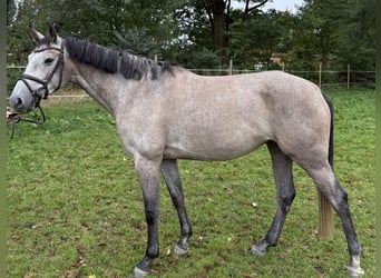 Oldenburger Springpaard, Merrie, 4 Jaar, 168 cm, Brown Falb schimmel