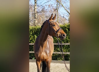 Oldenburger Springpaard, Merrie, 4 Jaar, 168 cm, Bruin