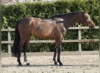 Oldenburger Springpaard, Merrie, 4 Jaar, 168 cm, Bruin