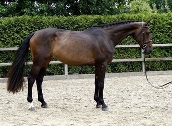 Oldenburger Springpaard, Merrie, 4 Jaar, 168 cm, Donkerbruin
