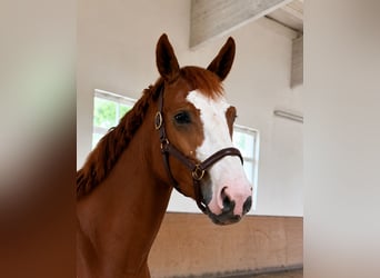 Oldenburger Springpaard, Merrie, 4 Jaar, 168 cm, Vos
