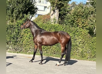 Oldenburger Springpaard, Merrie, 4 Jaar, 169 cm, Brauner