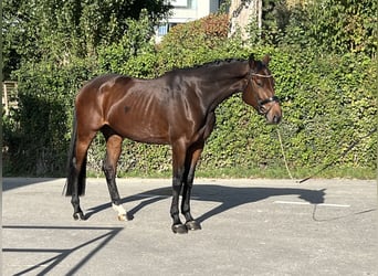 Oldenburger Springpaard, Merrie, 4 Jaar, 169 cm, Brauner