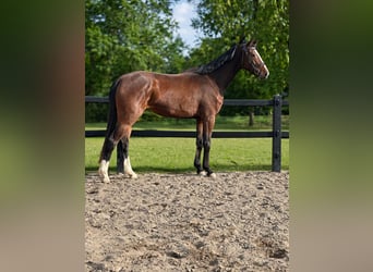 Oldenburger Springpaard, Merrie, 4 Jaar, 170 cm, Bruin