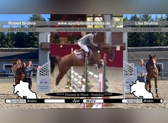 Oldenburger Springpaard, Merrie, 4 Jaar, 170 cm, Vos