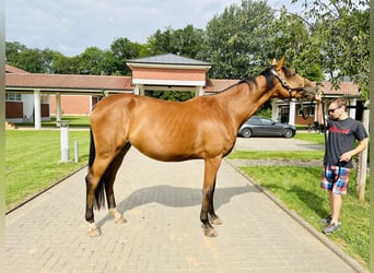 Oldenburger Springpaard, Merrie, 4 Jaar, Bruin